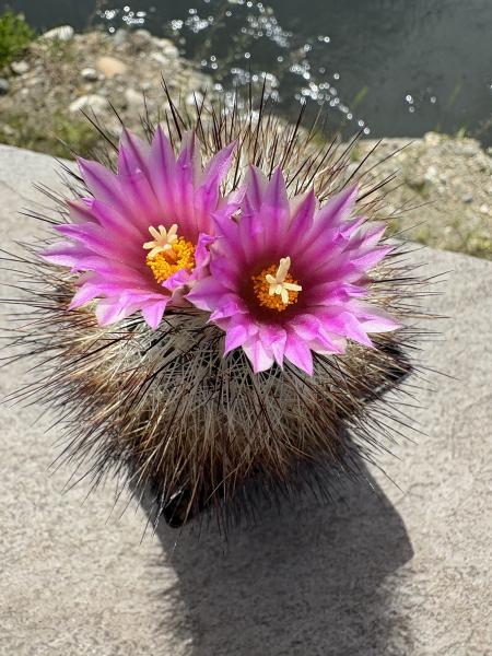 Gymnocactus beguinii